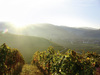 Bild 2 - Weingut Nopper