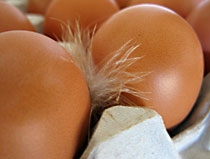 tierische Produkte